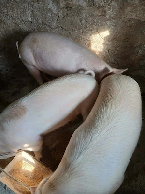 Porci de vanzare