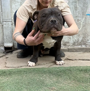 American bully - imagine 4