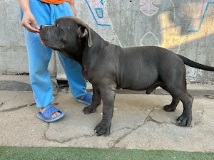 American bully - imagine 3