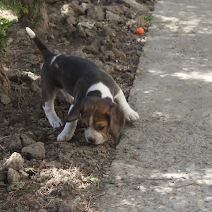 Fetita Beagle tricolor - imagine 3