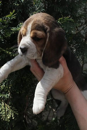 Fetita Beagle tricolor - imagine 4