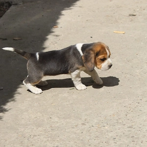Fetita Beagle tricolor - imagine 2