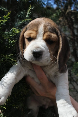 Fetita Beagle tricolor