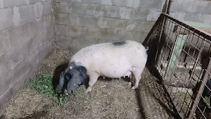 scroafa bazna gestanta