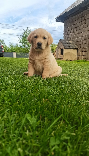 Labrador retriver 