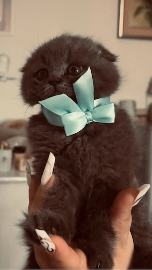 scottish fold