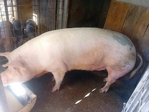 Vând scroafă! Comarnic,Prahova 