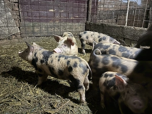 De vânzare purceluși de 8 săptămâni 