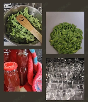 Sirop muguri brad