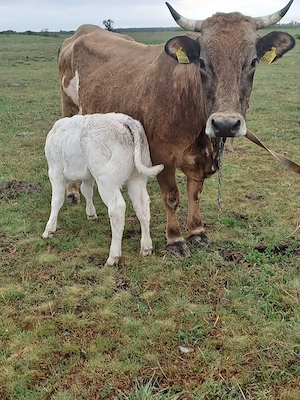 vaca cu vitea belga  - imagine 3