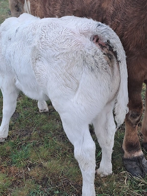 vaca cu vitea belga  - imagine 2