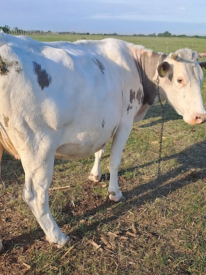 vaca gestanta 