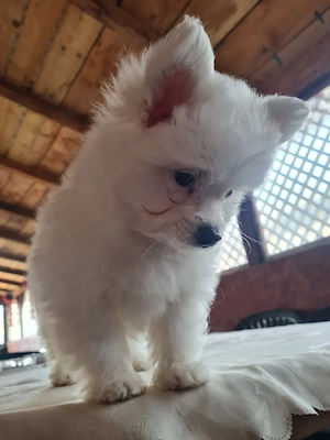 baiat pomeranian spitz  - imagine 2
