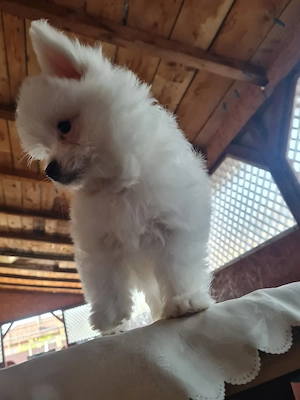 baiat pomeranian spitz  - imagine 3