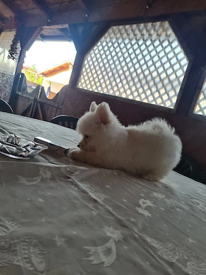 baiat pomeranian spitz  - imagine 4
