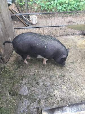 Șoldani Vietnamezi 