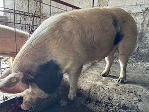 Vând porc pentru sacrificat 
