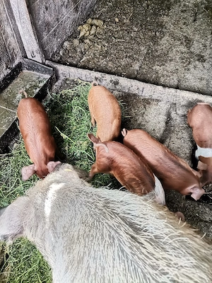 Vând 6 purcei în Șăulia de Câmpie  - imagine 3