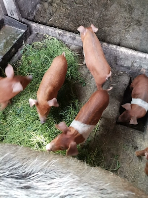 Vând 6 purcei în Șăulia de Câmpie 