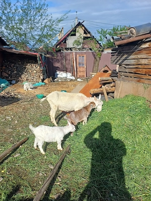 capre de vânzare bune de lapte 