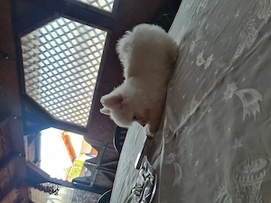 Baiat pomeranian spitz  - imagine 3