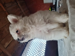 Baiat pomeranian spitz 