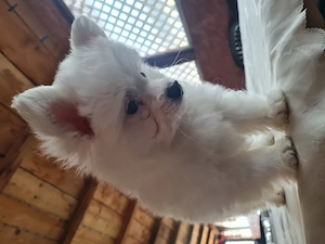 Baiat pomeranian spitz  - imagine 4