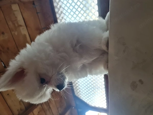 Baiat pomeranian spitz  - imagine 2
