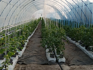 Structura solar de vinzare