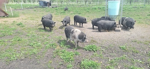 Porci vietnamezi de vanzare