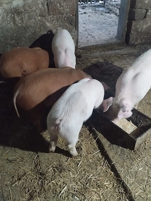 Vând vând vând vând purcei de 9 săptămâni  - imagine 2