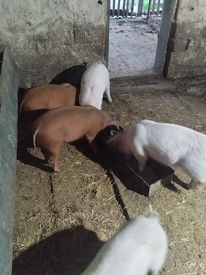 Vând vând vând vând purcei de 9 săptămâni 