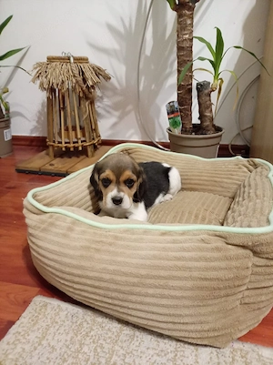 beagle pui super frumosi - imagine 2