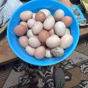 oua de găină 