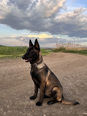 Ciobănesc Belgian , Malinois 