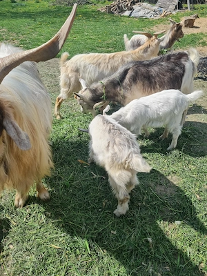 Vând 2 iedițe și capra de lapte