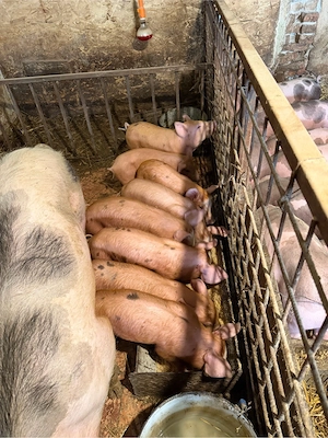 Purcei Duroc