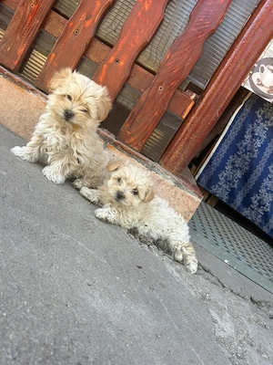 Căței bichon de vanzare - imagine 4
