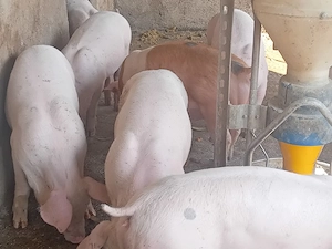 Purcei, 30 kg