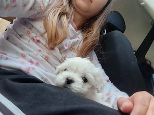 Puisor bichon mini