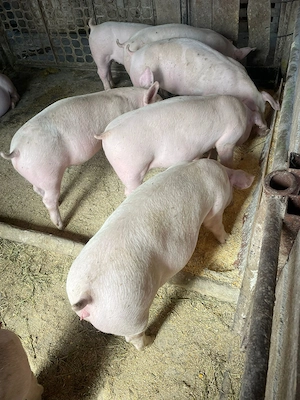 Purcei porci 45-50 de kg 