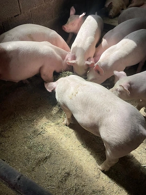 Purcei porci 45-50 de kg  - imagine 3