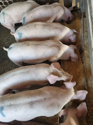 Purcei porci 45-50 de kg  - imagine 2