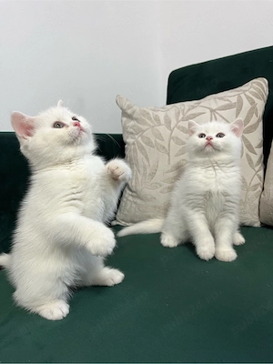 British Shorthair White - imagine 3