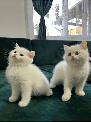 British Shorthair White - imagine 2