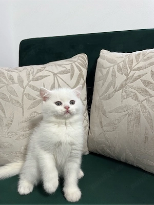 British Shorthair White - imagine 4