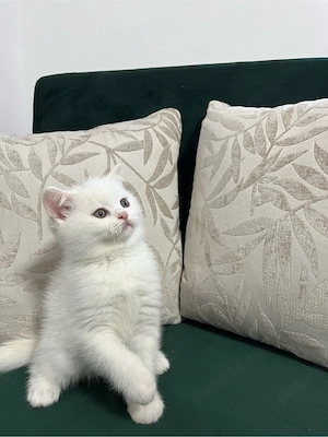 British Shorthair White - imagine 5