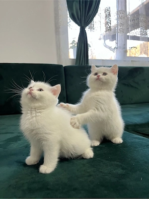British Shorthair White