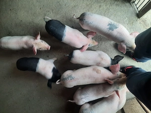 Purcei de vanzare , Landrace x Hampshire ,disponibili peste 2 saptamani