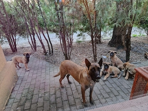 Sunt disponibili catelusii cu varsta de 3 luni - imagine 4
